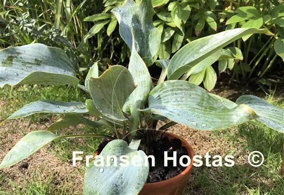 Hosta Kempen Magenta Blue