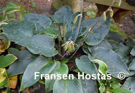 Hosta Kempen Magenta Blue