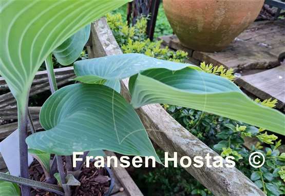 Hosta Kempen Magenta Blue