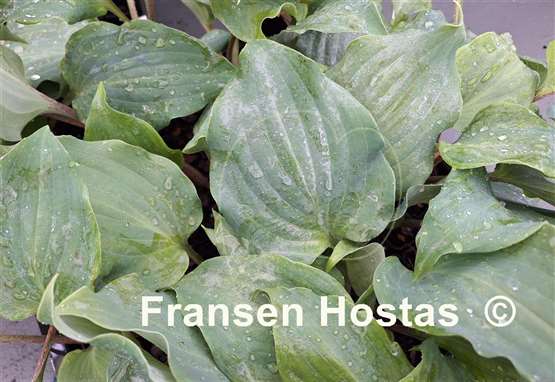 Hosta Kempen Metallica