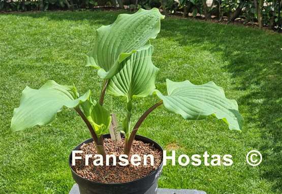 Hosta Kempen Metallica