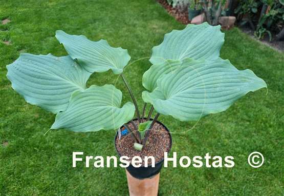 Hosta Kempen Metallica