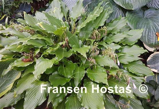 Hosta Kempen Red Twist