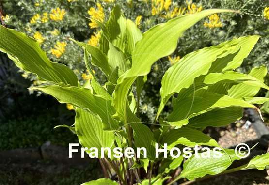 Hosta Kempen Red Twist