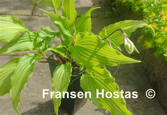 Hosta Kempen Red Twist