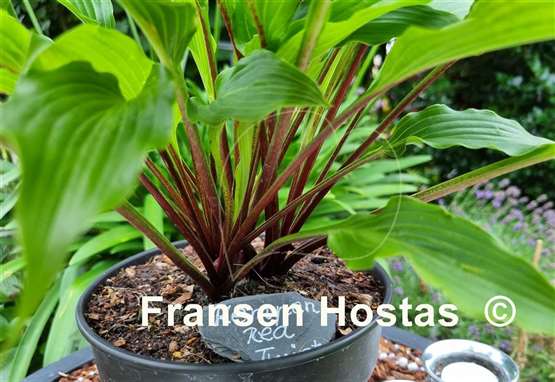Hosta Kempen Red Twist