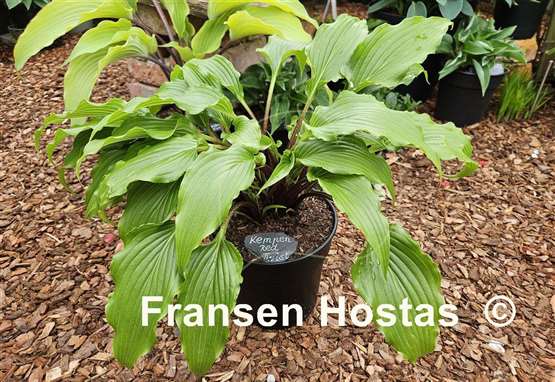 Hosta Kempen Red Twist