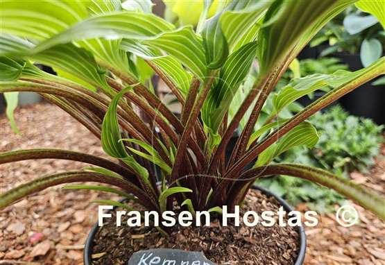 Hosta Kempen Red Twist