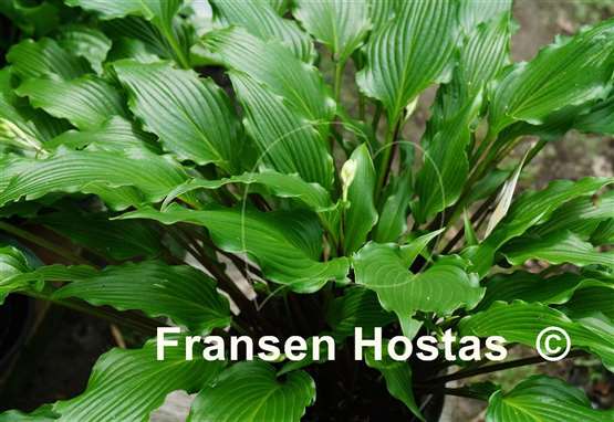 Hosta Kempen Red Twist