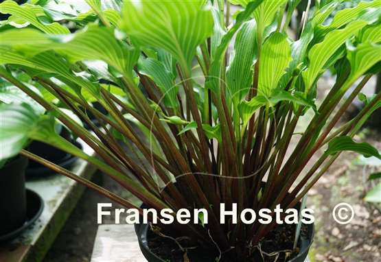 Hosta Kempen Red Twist