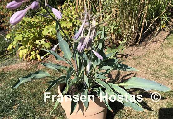 Hosta Kempen Sky High