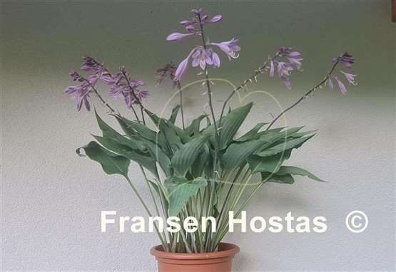 Hosta Kempen Sky High