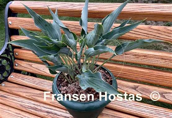 Hosta Kempen Sky High