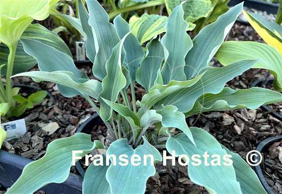 Hosta Kempen Sky High
