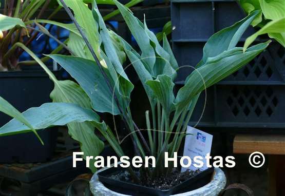 Hosta Kempen Sky High