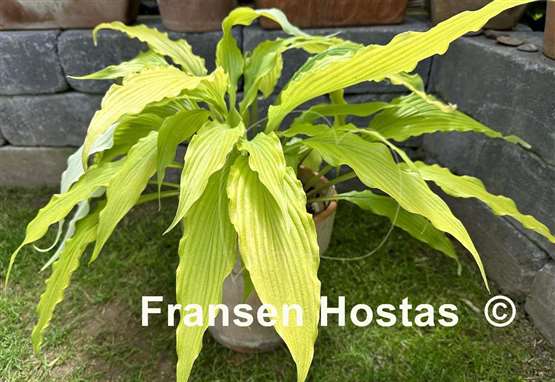 Hosta Kempen Waving Shadow