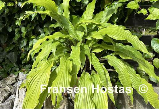 Hosta Kempen Waving Shadow