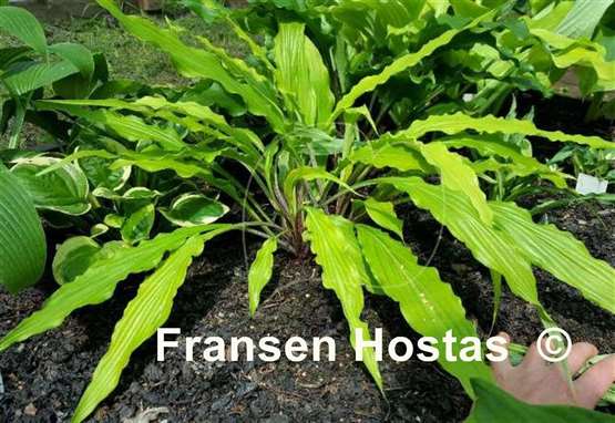 Hosta Kempen Waving Shadow