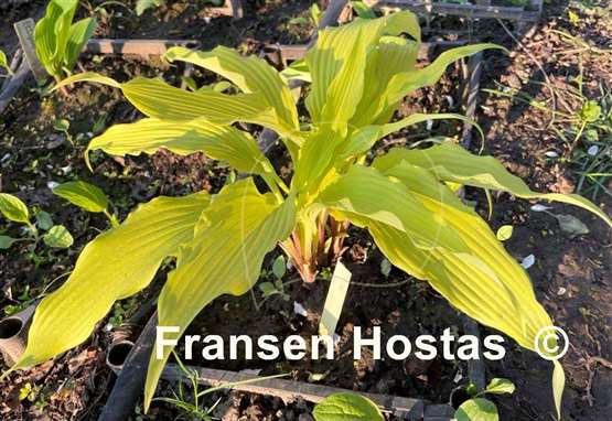 Hosta Kempen Waving Shadow