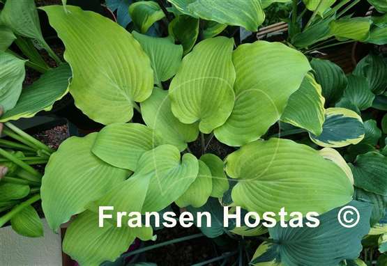 Hosta Kent Falls