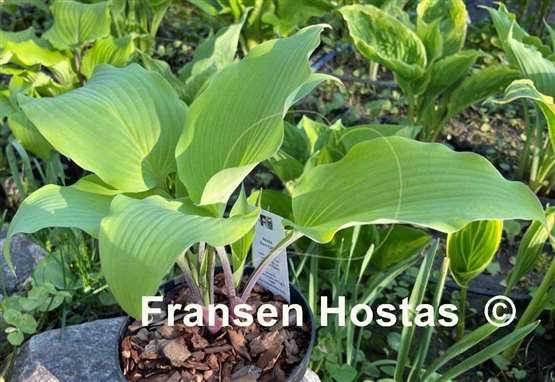 Hosta Kent Falls