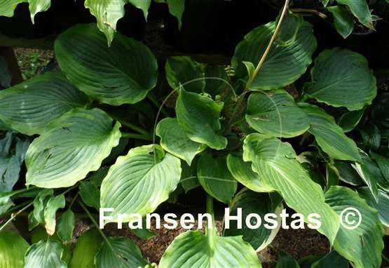 Hosta Key Lime Pie