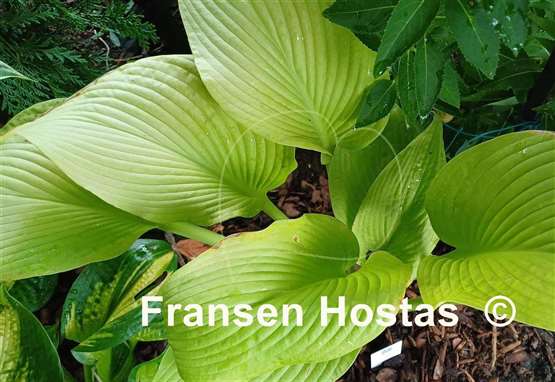 Hosta Key West