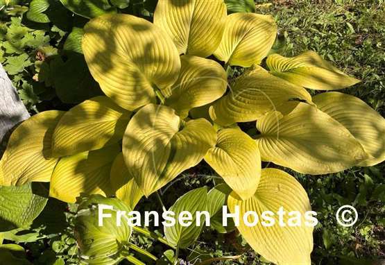 Hosta Key West