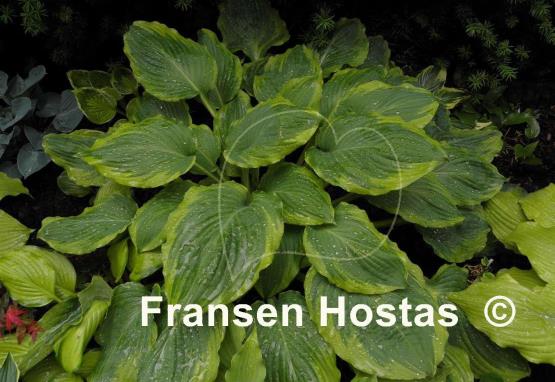 Hosta Key Lime Pie