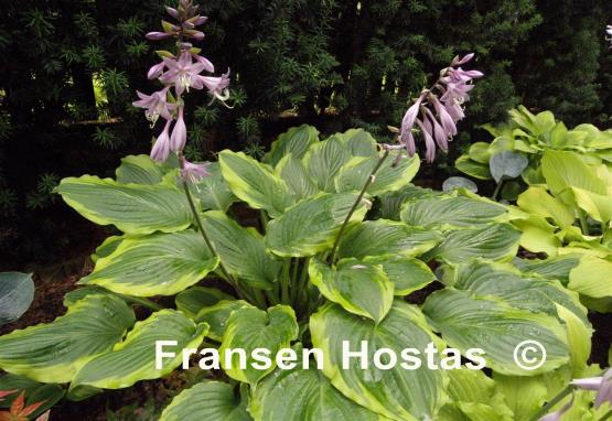 Hosta Key Lime Pie