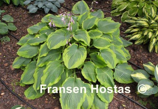 Hosta Key Lime Pie