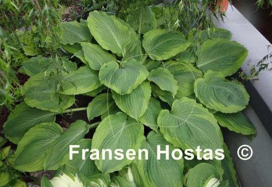 Hosta Key Lime Pie