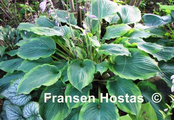 Hosta Key Lime Pie