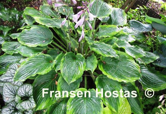 Hosta Key Lime Pie