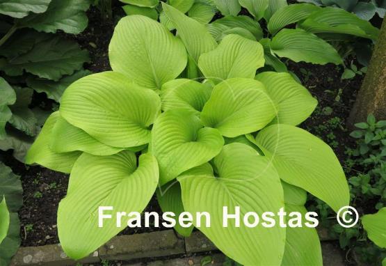 Hosta Key West