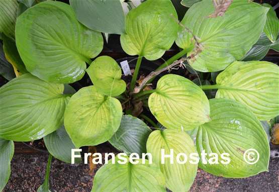 Hosta Ki Ren Jyaku