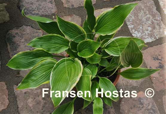 Hosta Kifukurin Hyuga