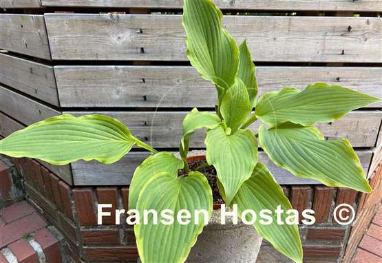 Hosta Kifukurin Kiyosumi