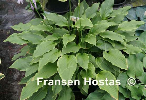 Hosta Kifukurin Kiyosumi