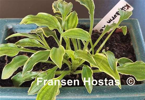 Hosta Kifukurin Ko Mame