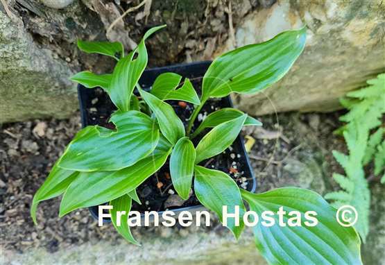 Hosta Kifukurin Ubatake