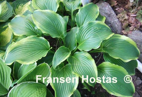 Hosta Kifukurin Hyuga