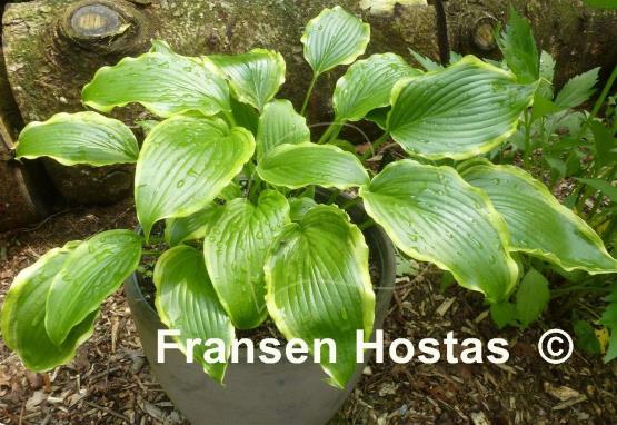 Hosta Kifukurin Hyuga