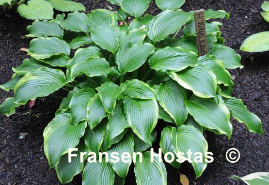 Hosta Kifukurin Hyuga