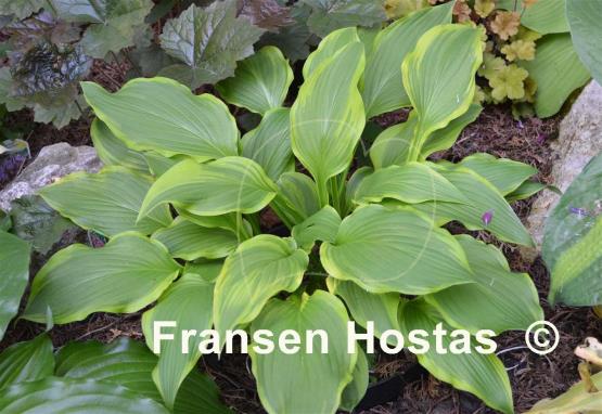 Hosta Kifukurin Hyuga