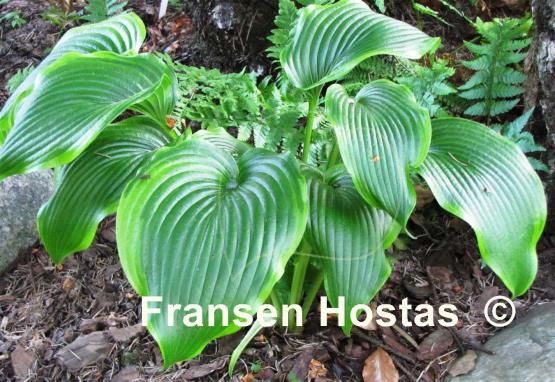 Hosta Kifukurin Hyuga