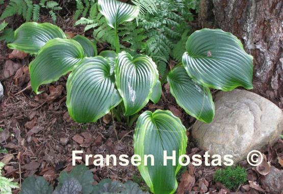 Hosta Kifukurin Hyuga
