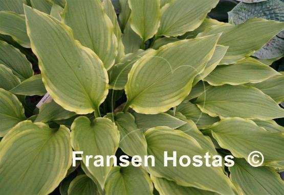 Hosta Kifukurin Kiyosumi