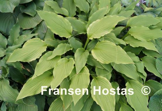 Hosta Kifukurin Kiyosumi