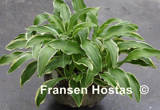 Hosta Kifukurin Ko Mame